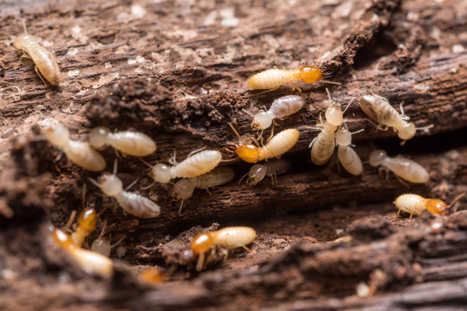 Diagnostic termites, pour tout bien situé dans une zone de prolifération